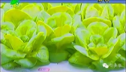 三安集团70亿布局LED植物照明工厂，年产值预计超80亿