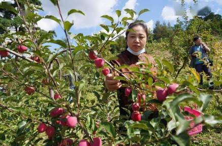 瓜果飘香采摘忙，架起乡村振兴富民路